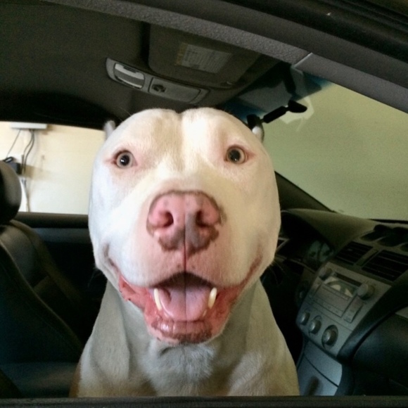 Meet your Posher, Elle - Picture 1 of 1